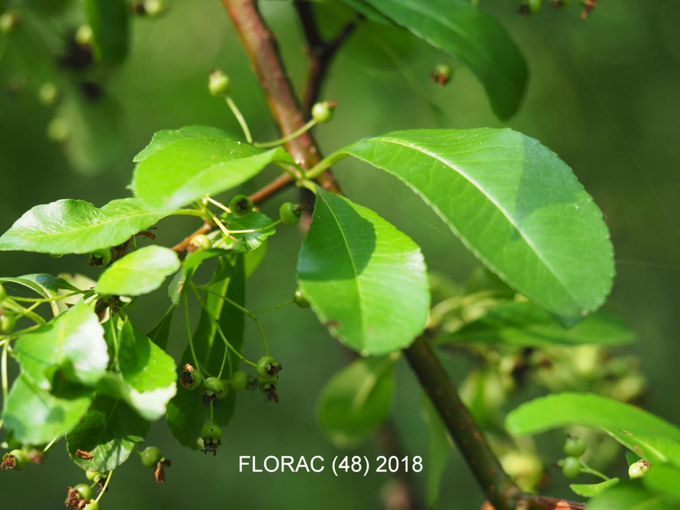 Pyracantha leaf